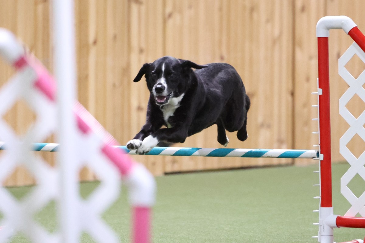Tips for succeeding in dog&nbsp;sports